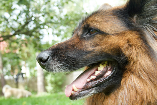 How Often Should You Brush Dogs Teeth?