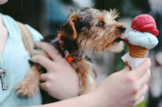 Best Supplement for Dog Dandruff