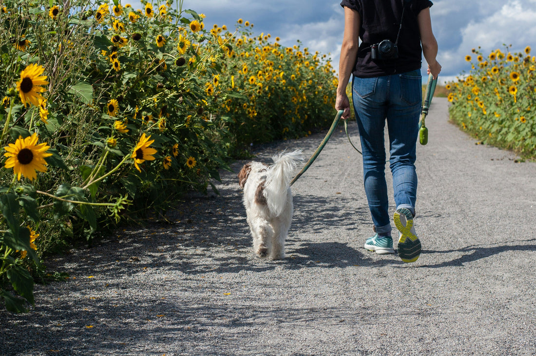 should you walk a dog with arthritis