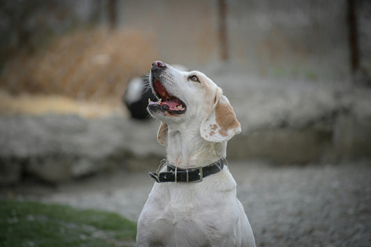 Homemade Dog Dental Chews Recipes: DIY Dental Sticks for Dogs