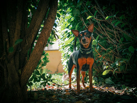 glucosamine vs fish oil for dogs