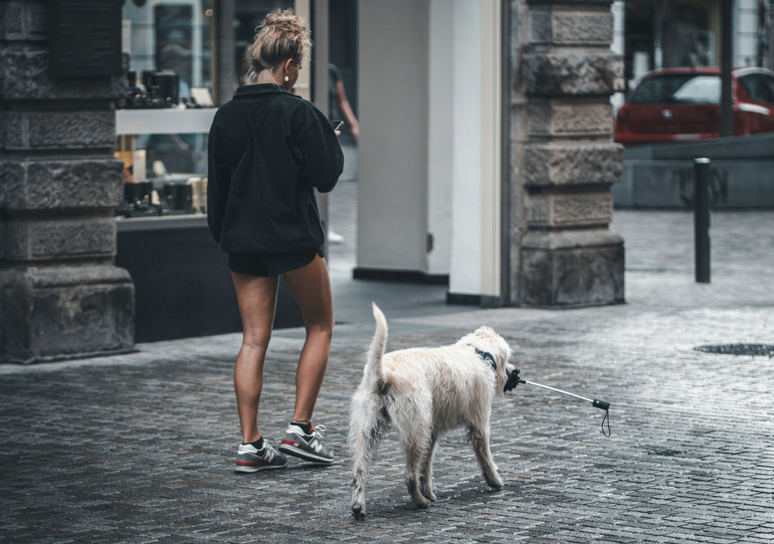 can a dog die from arthritis
