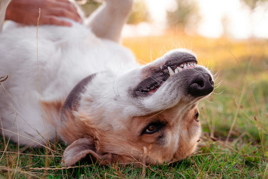 how to remove tartar from dog teeth
