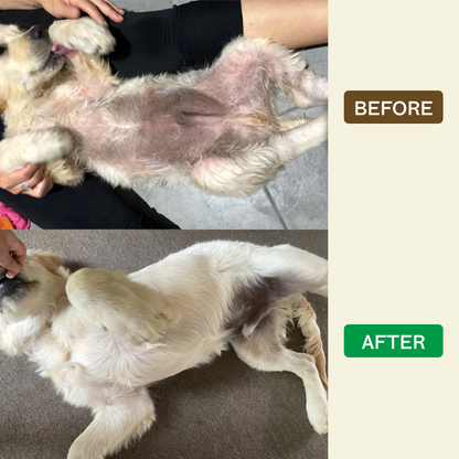 Dog Probiotics