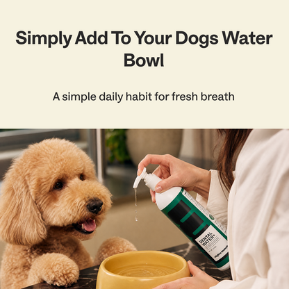 Dental Care